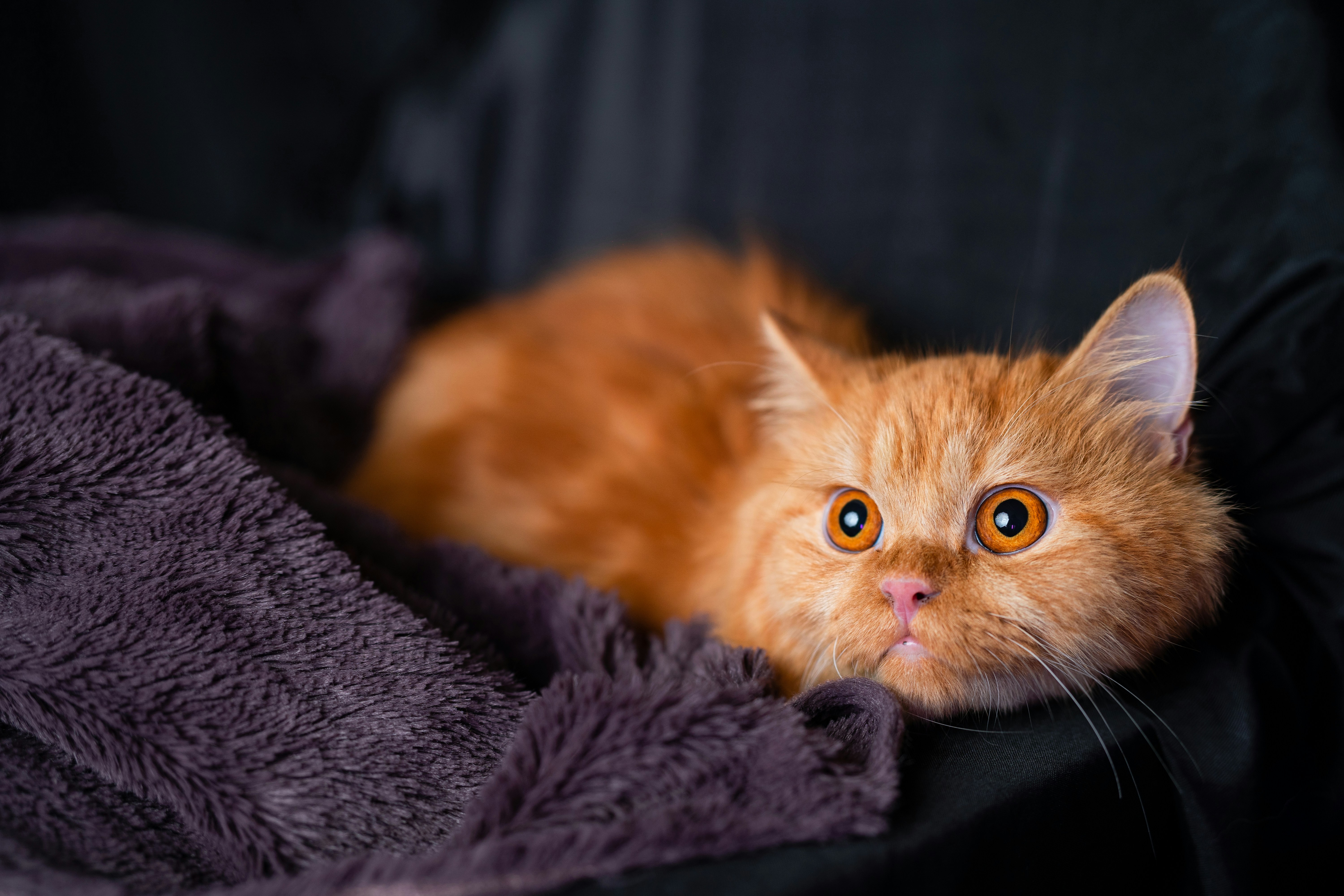 a cat lying on a blanket