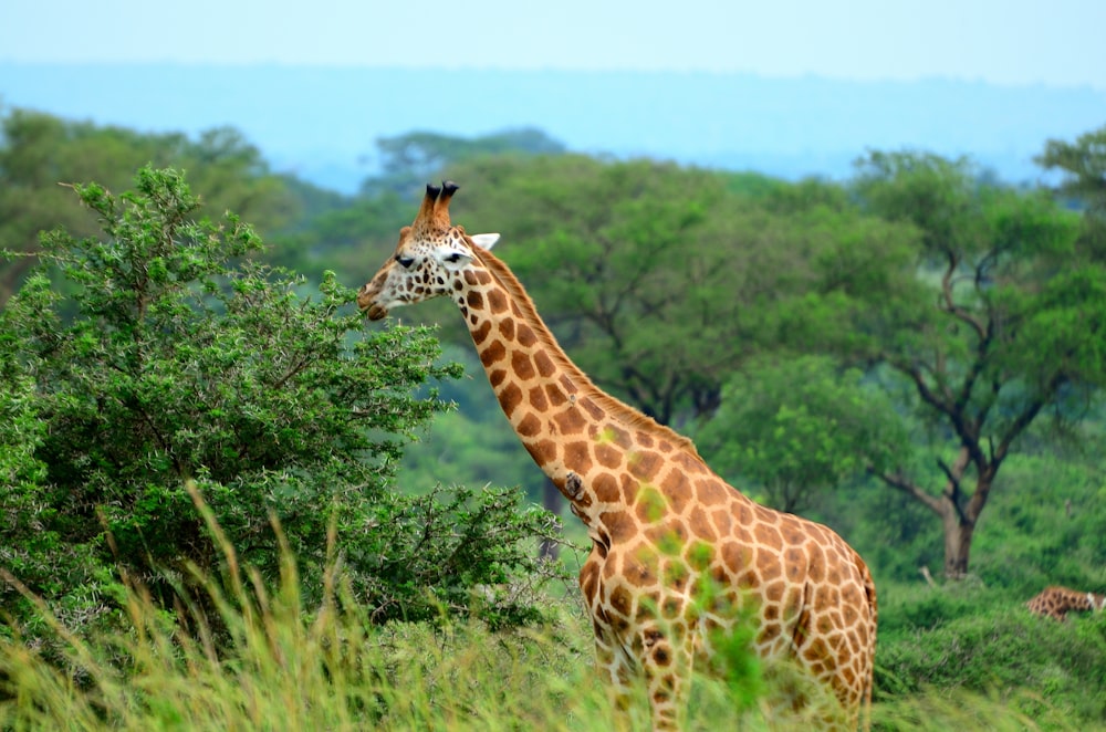 a giraffe stands in a field