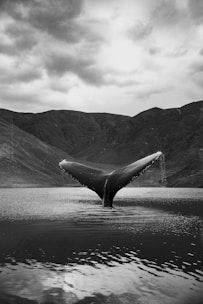 a whale in the water