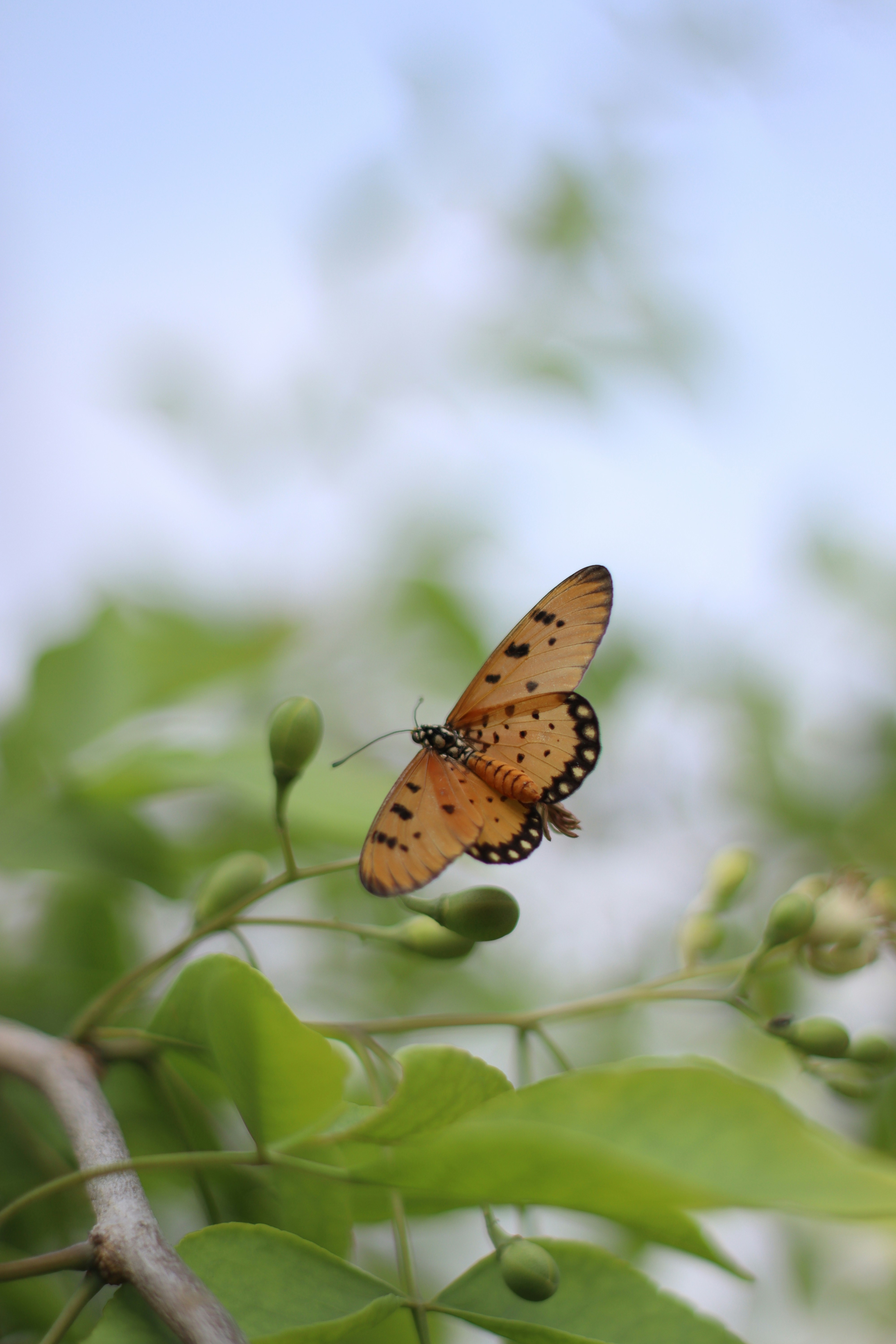 Photo by ishtiaque_ahmed