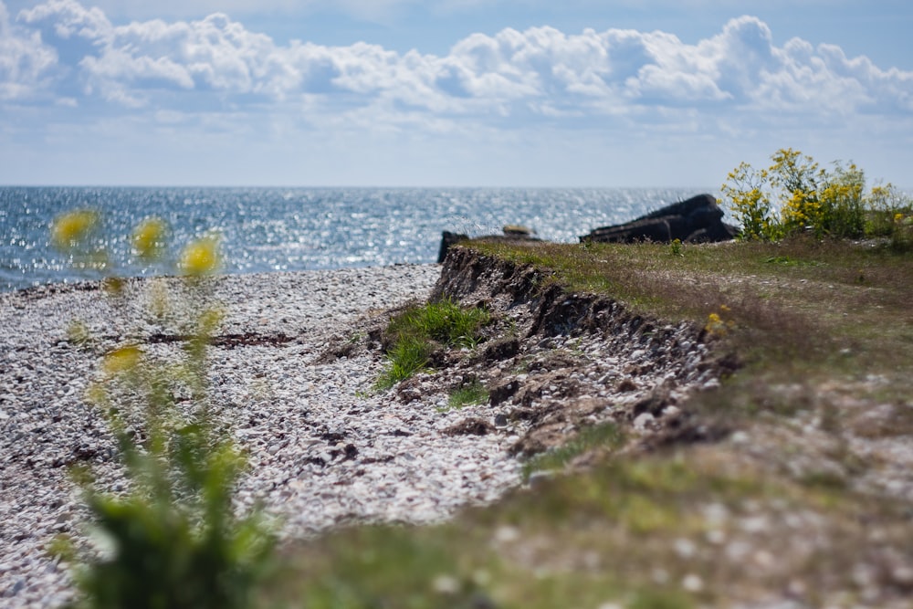 a rocky beach with yellow flowers