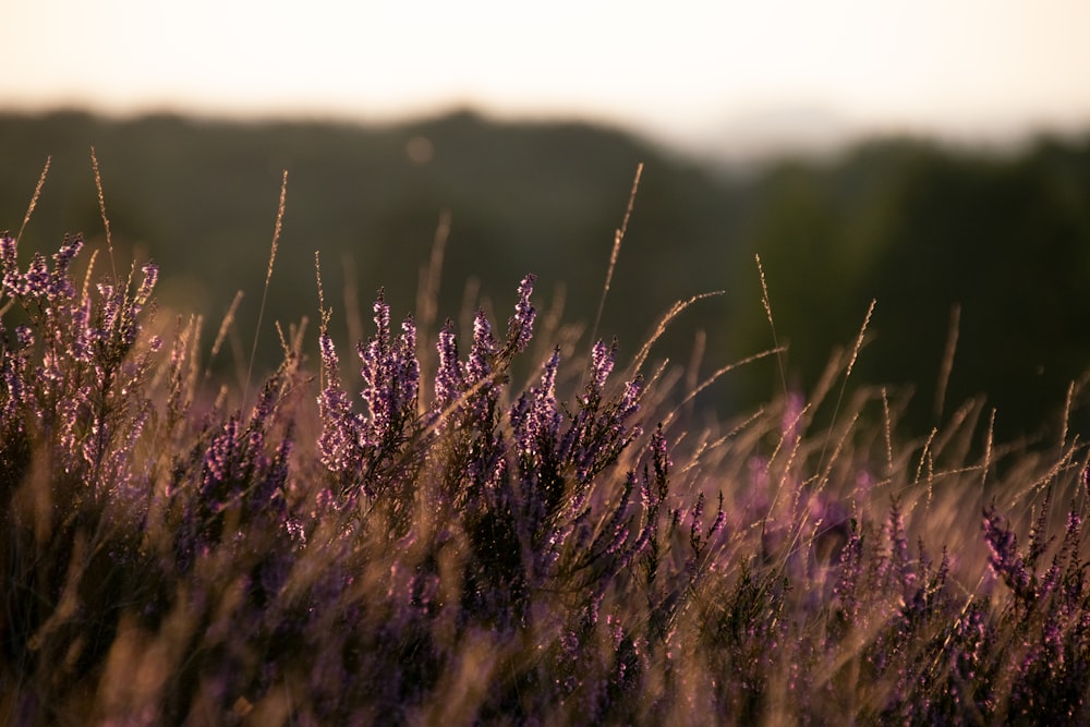 Ein Feld aus lila Blumen