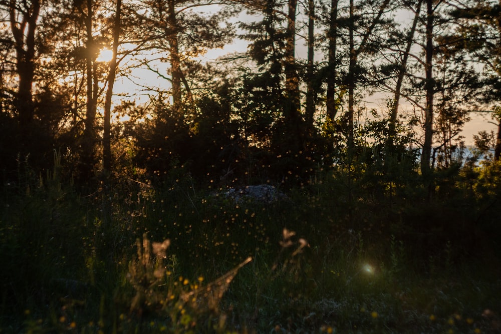 a forest with trees and plants