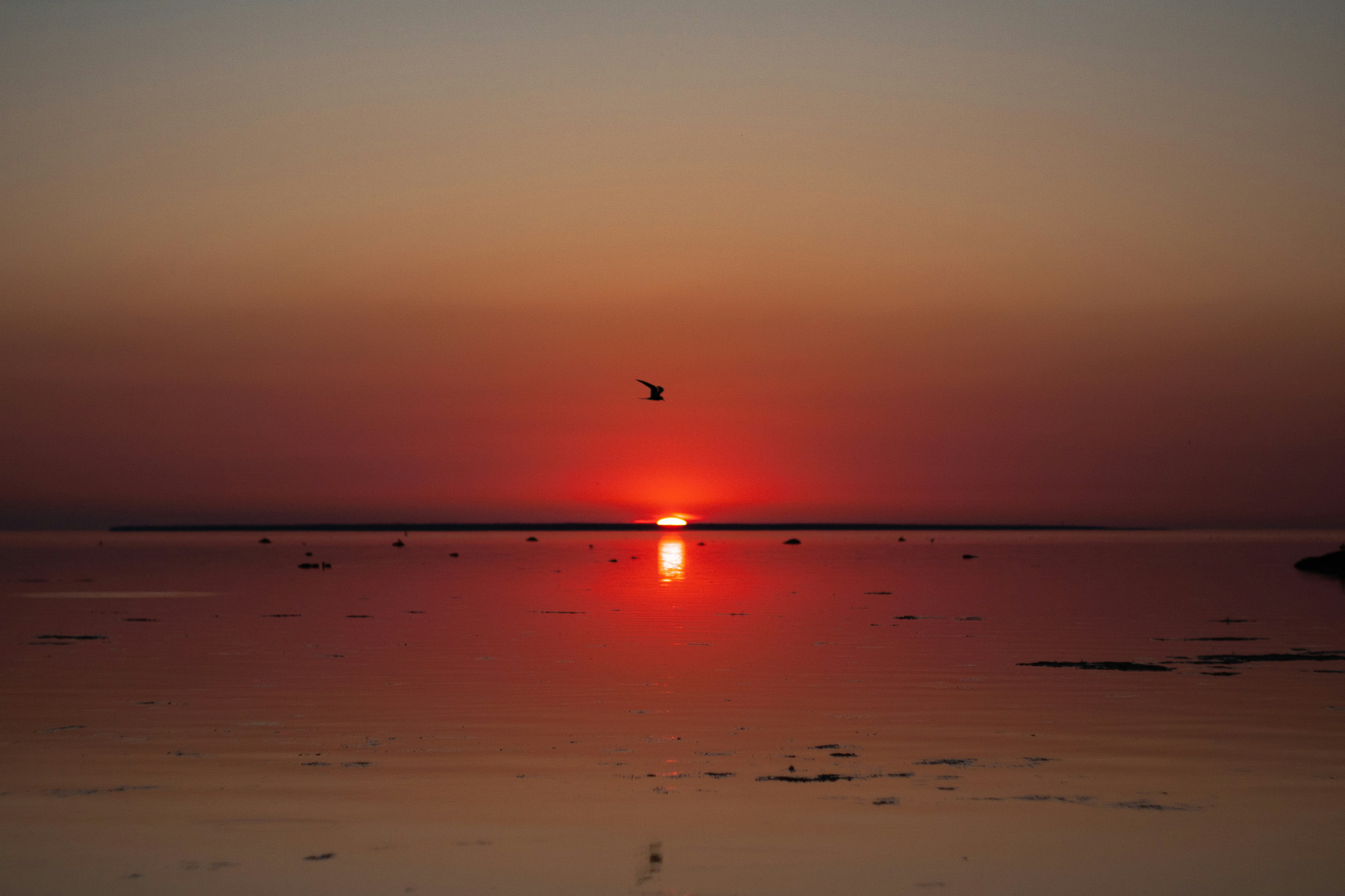 Un pájaro volando sobre una playa