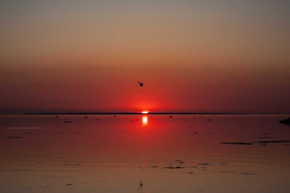 a bird flying over a beach