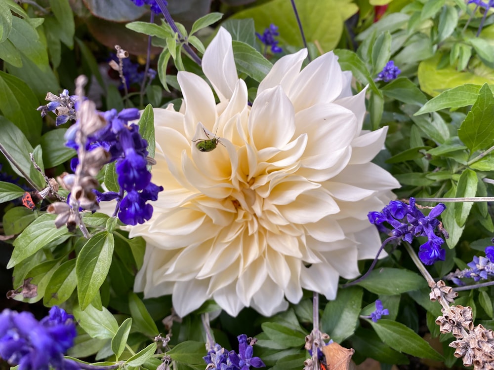 a white flower with purple and yellow flowers