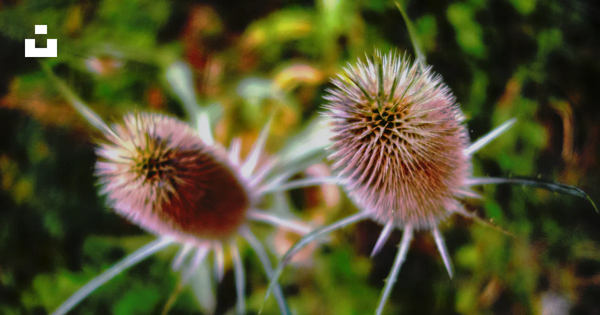 Image Plan Rapproche A group of dandelions photo – Free Plan rapproché Image on Unsplash