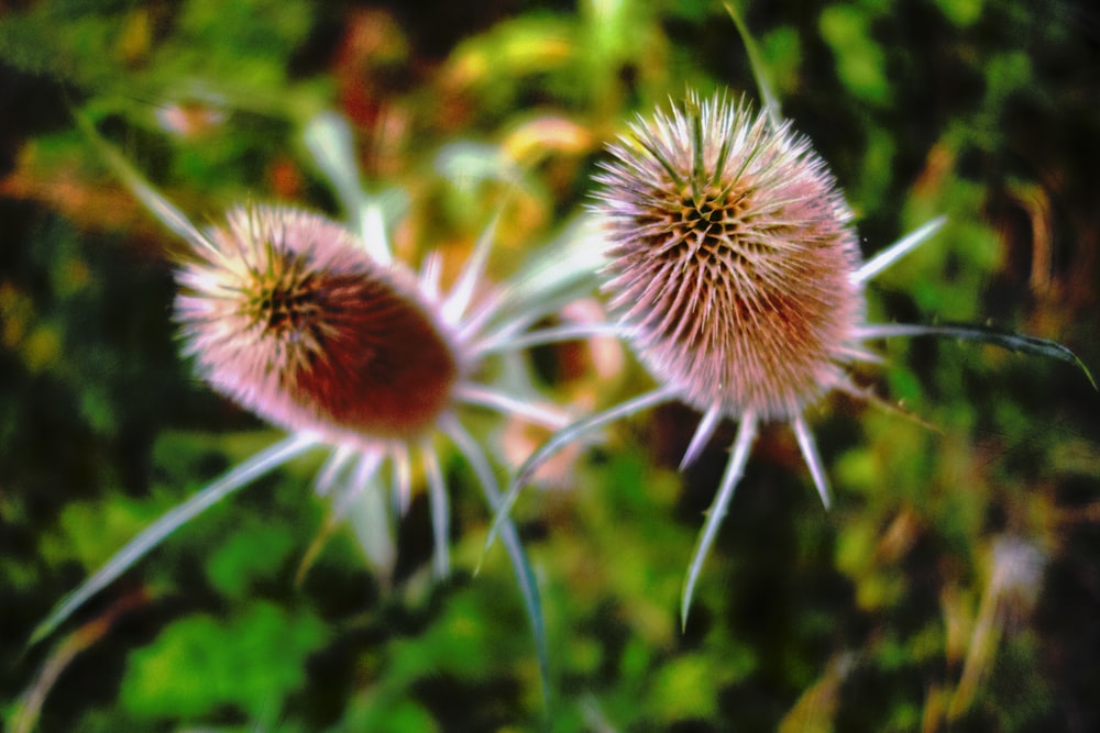 a group of dandelions