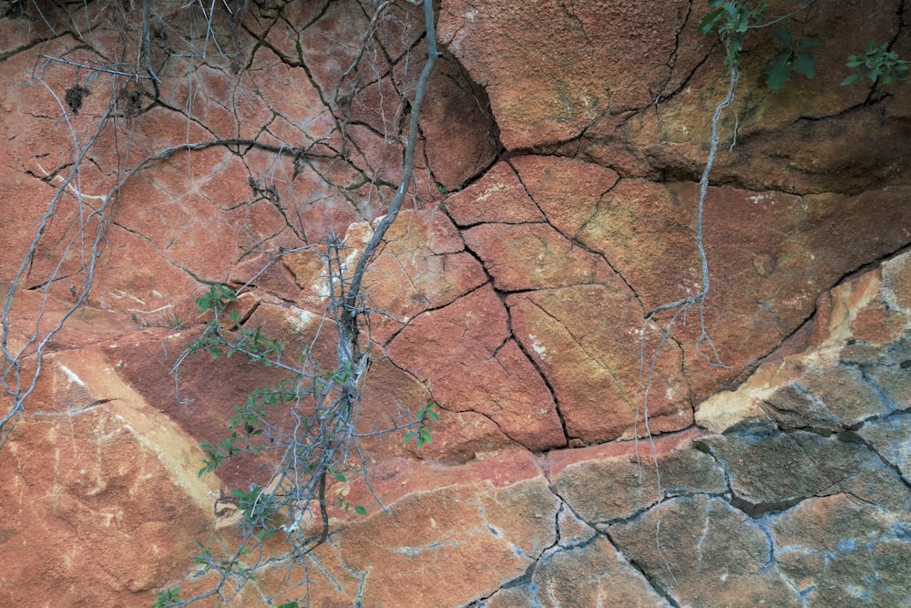 um close-up de uma rocha
