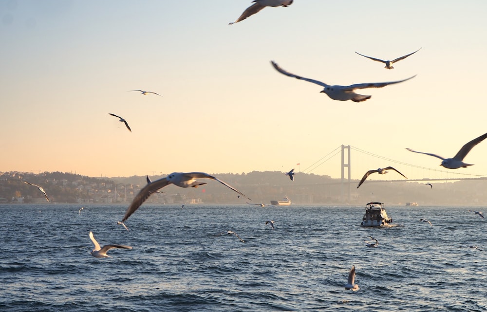 birds flying over water