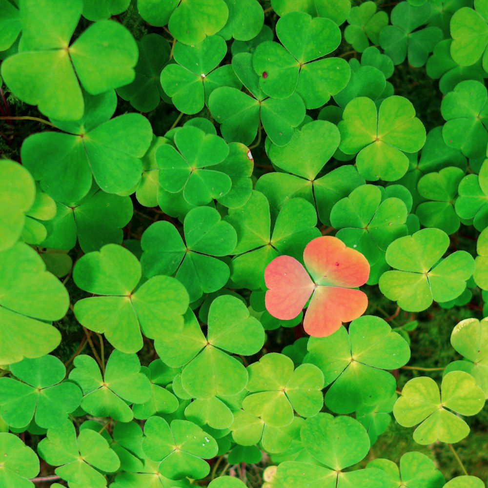 a group of pink flowers on a bush