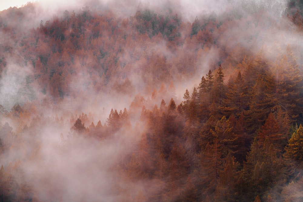 a forest of trees