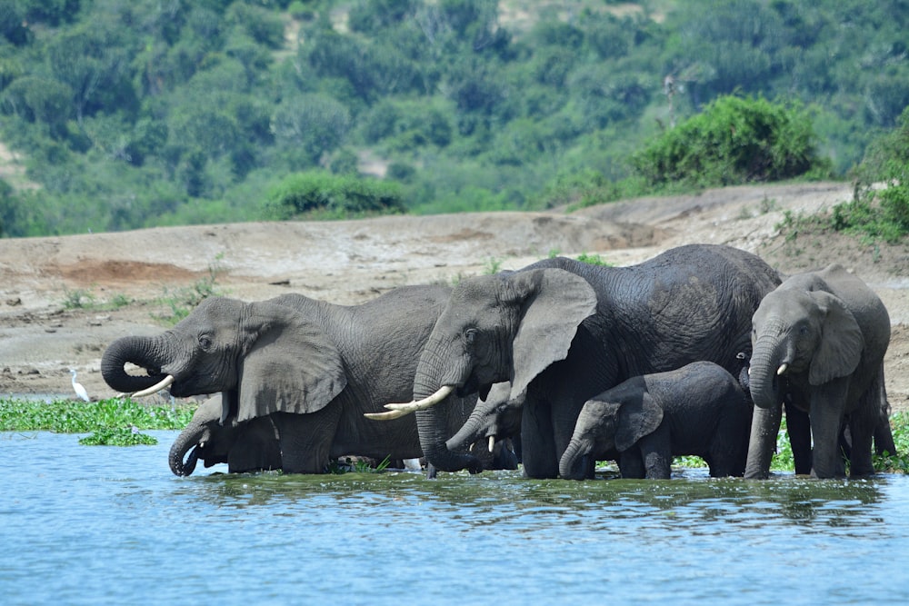 a group of elephants playing in the water