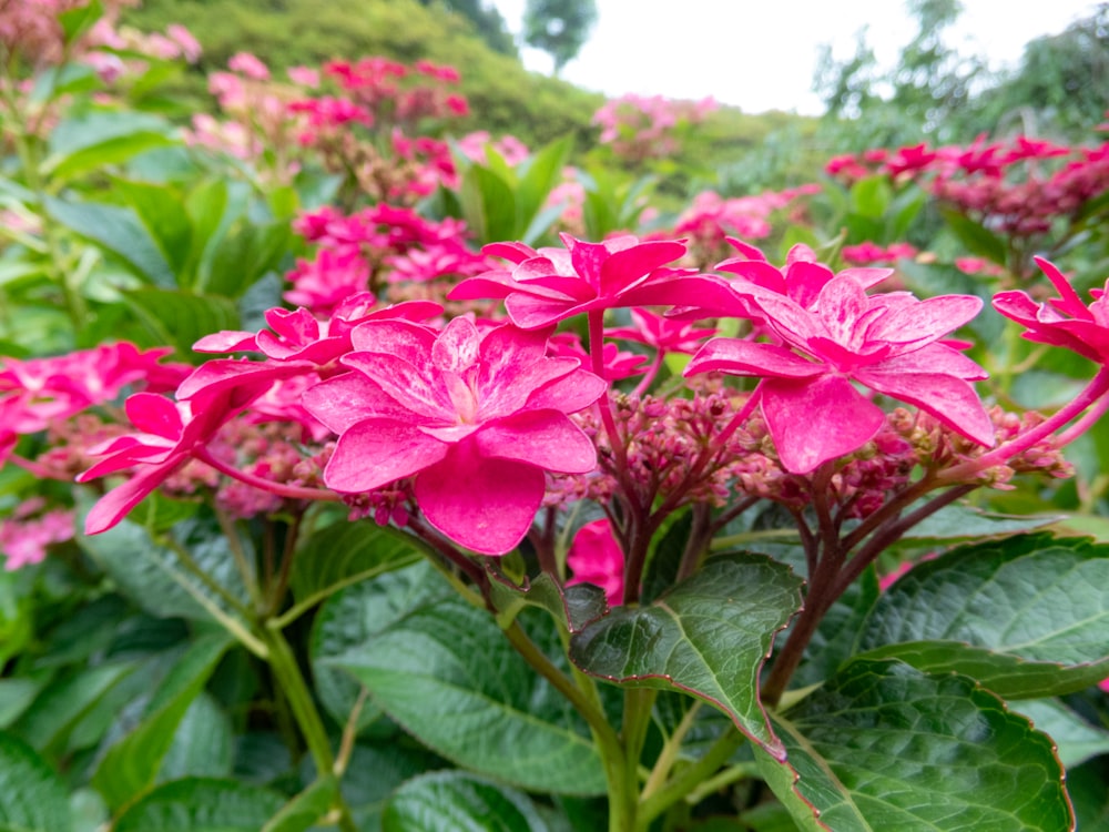 a group of pink flowers