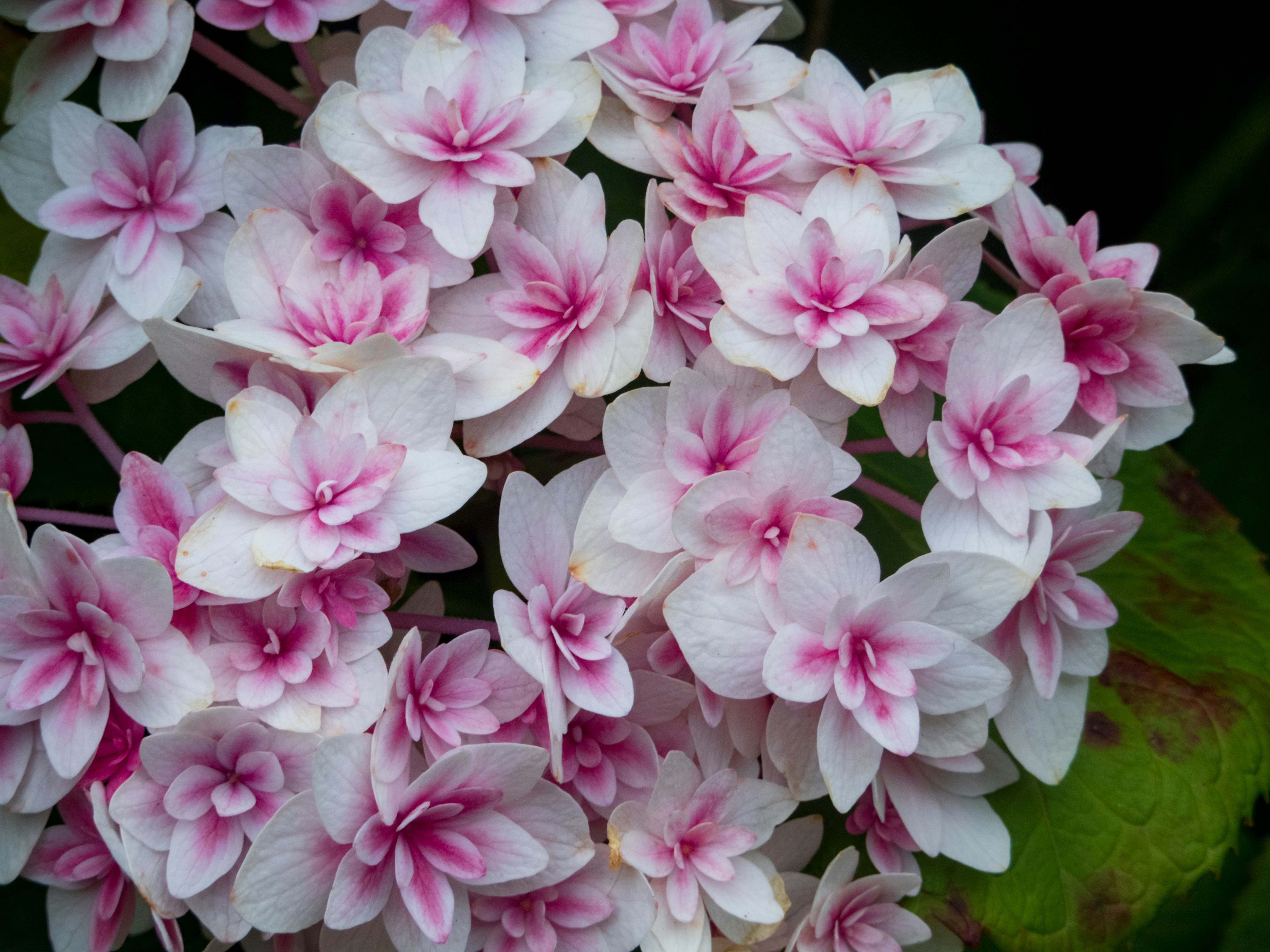 Photo by heppoko_yama