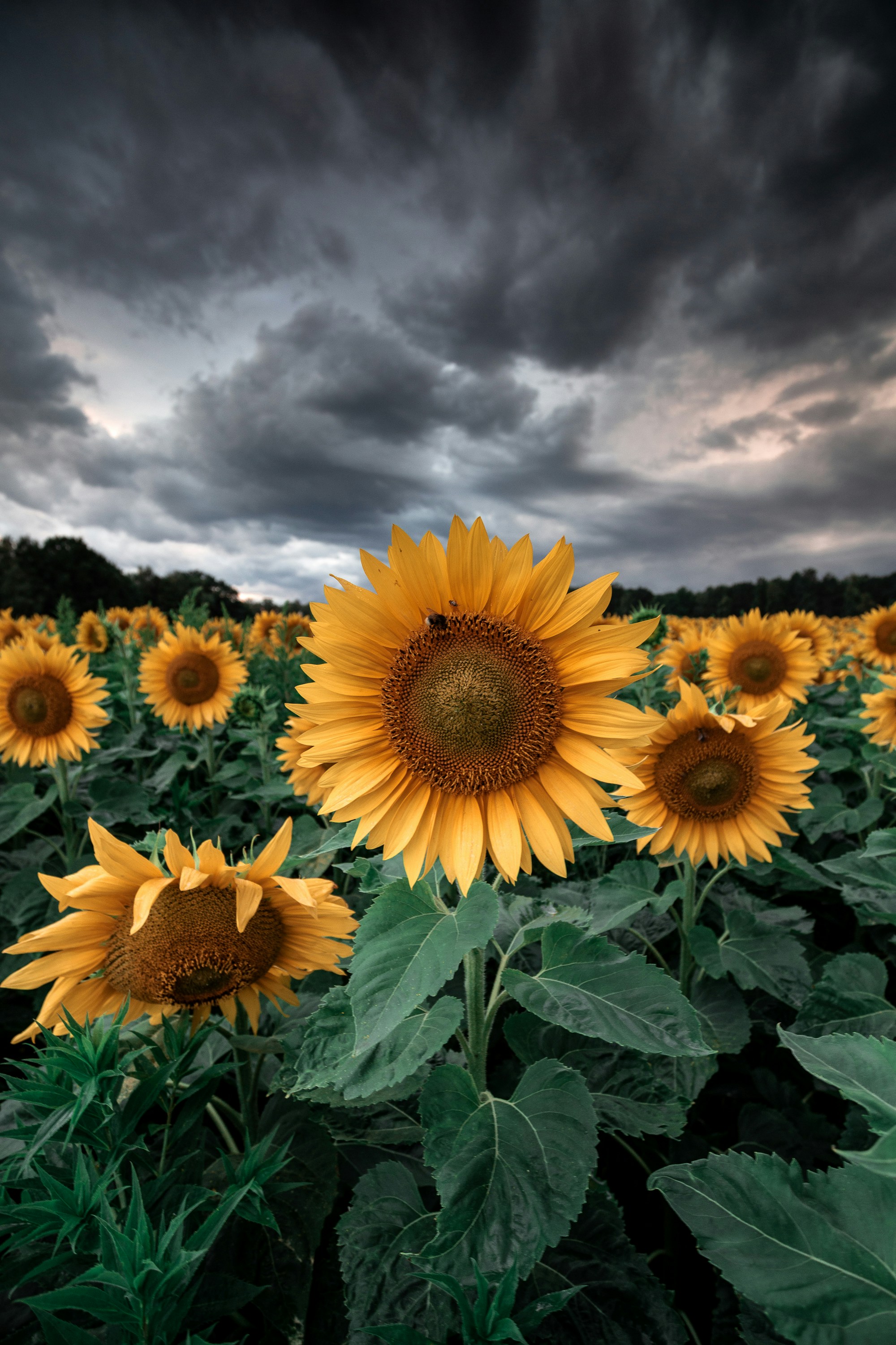 ひまわり畑の写真 – Unsplashの向日葵の無料画像