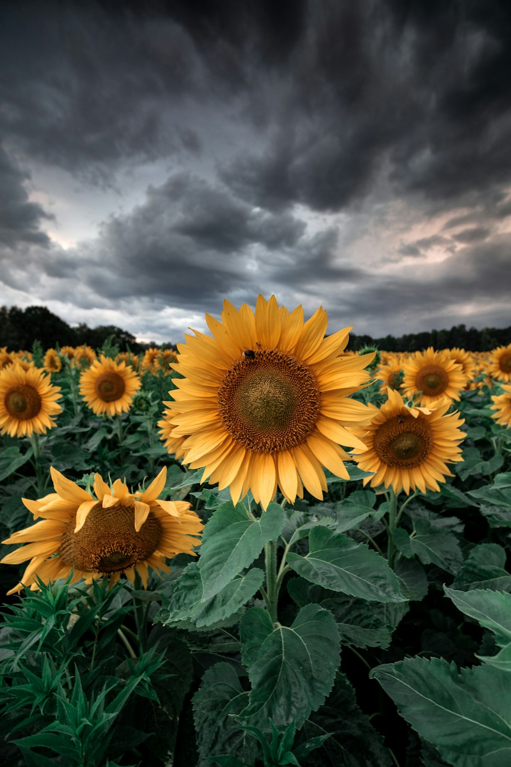 a field of sunflowers