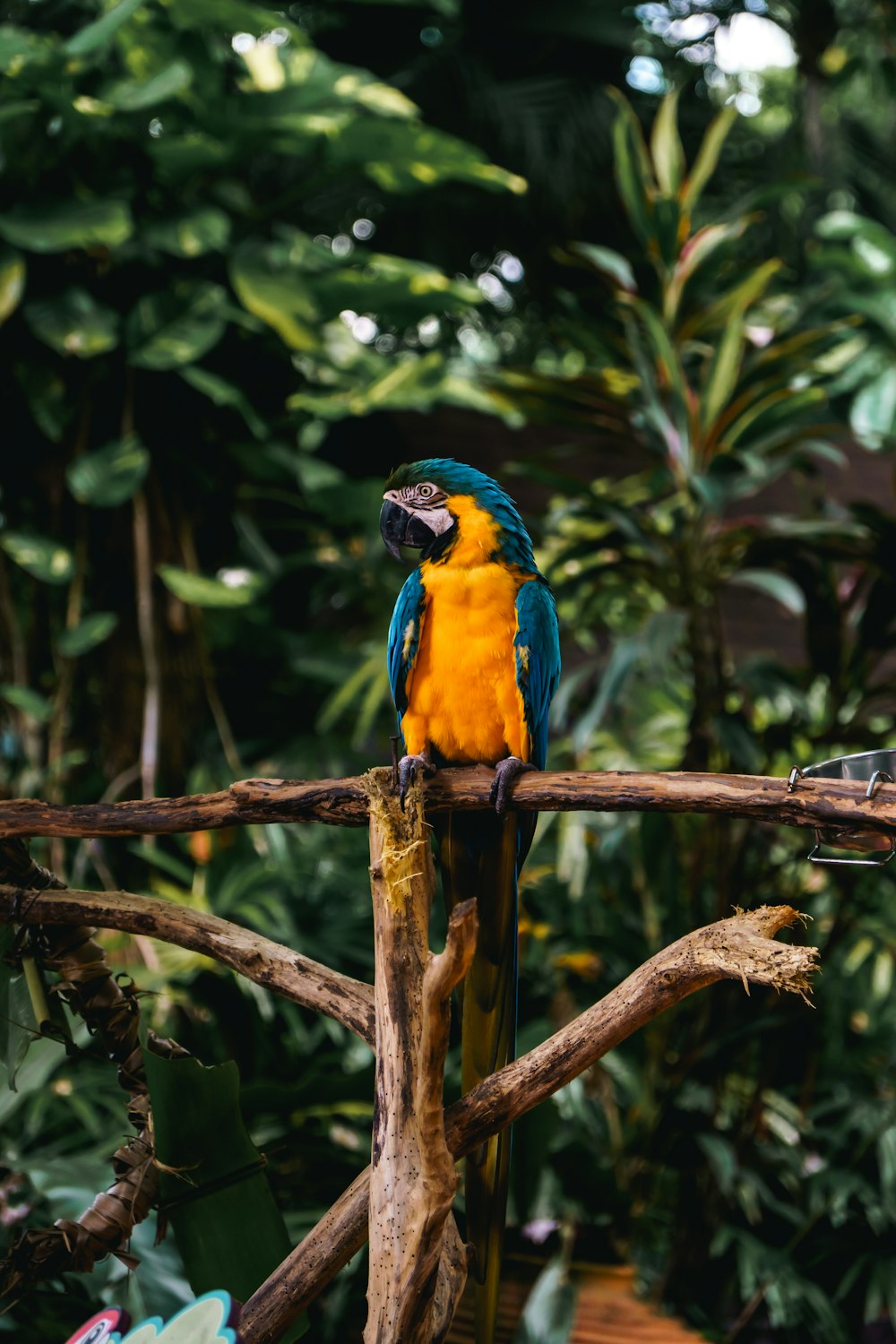 a colorful bird sits on a branch