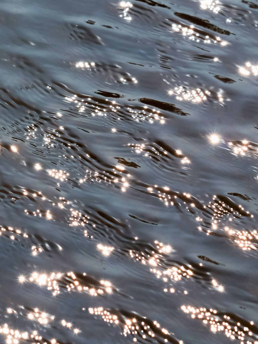 a body of water with many fish in it