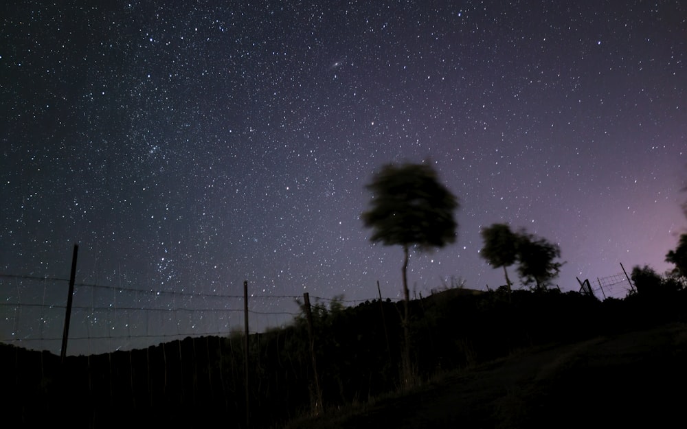 a fence and trees with a starry sky above