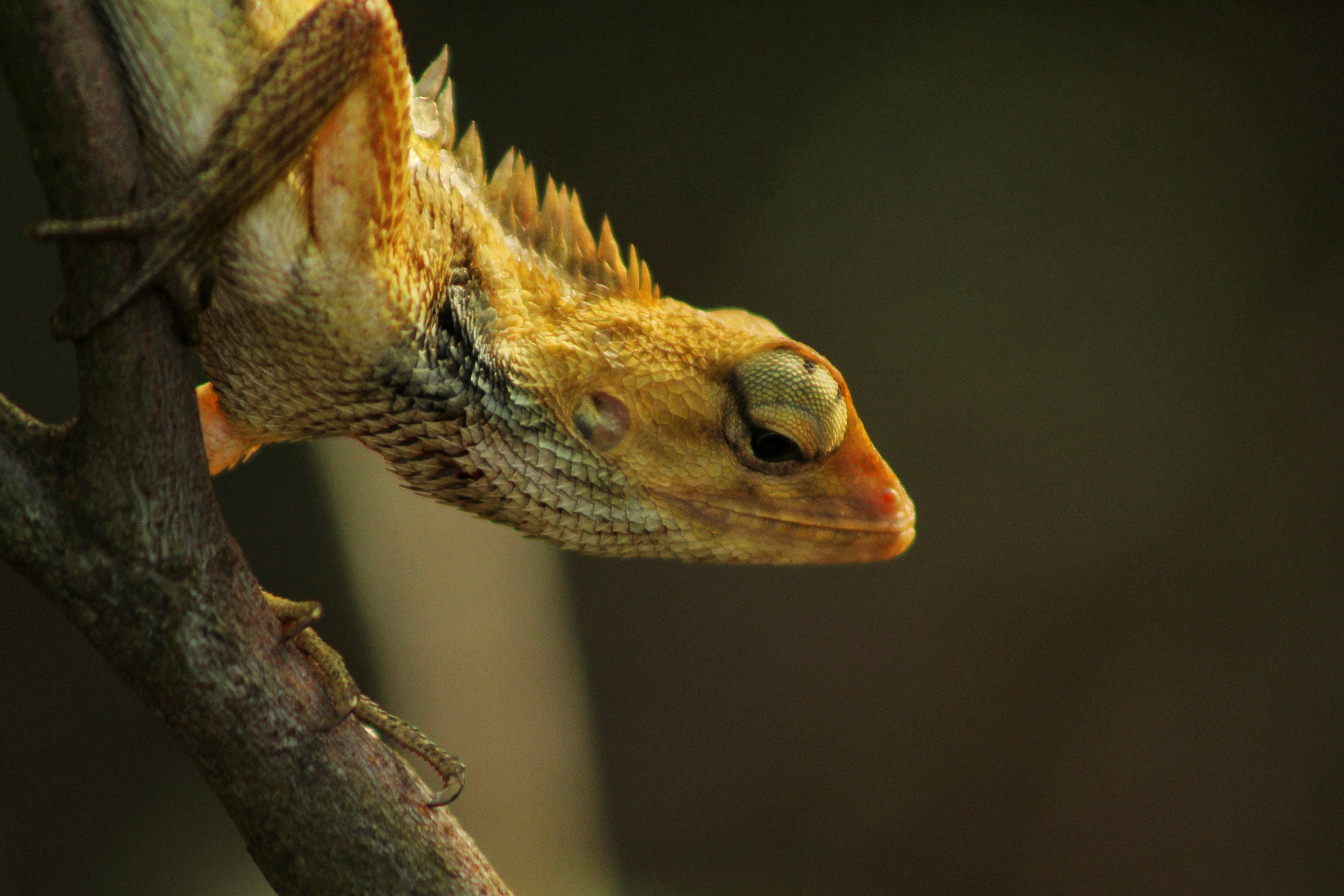 Penyakit Rabies dan Penatalaksanaannya Image