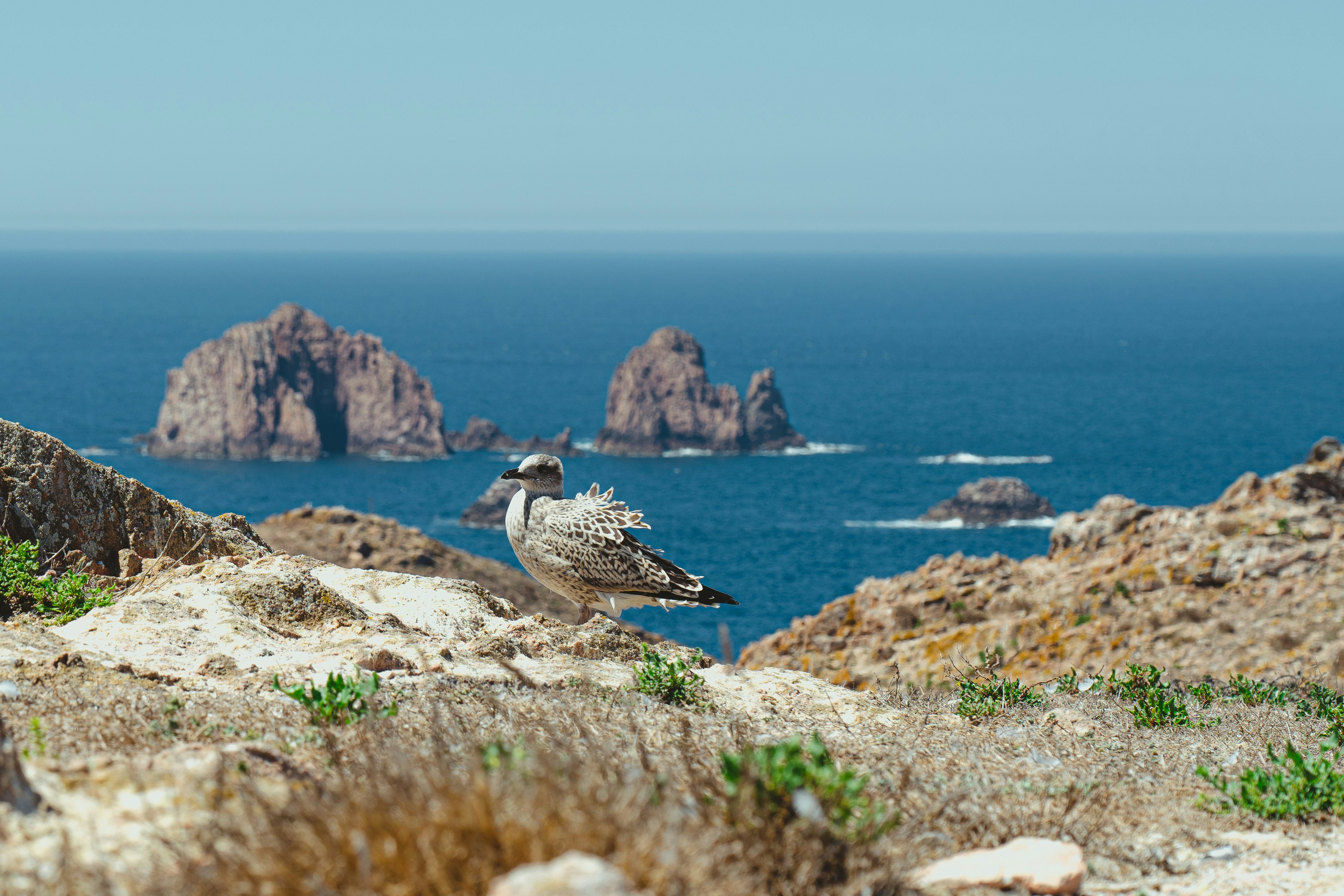 a couple of birds on a rocky beach
