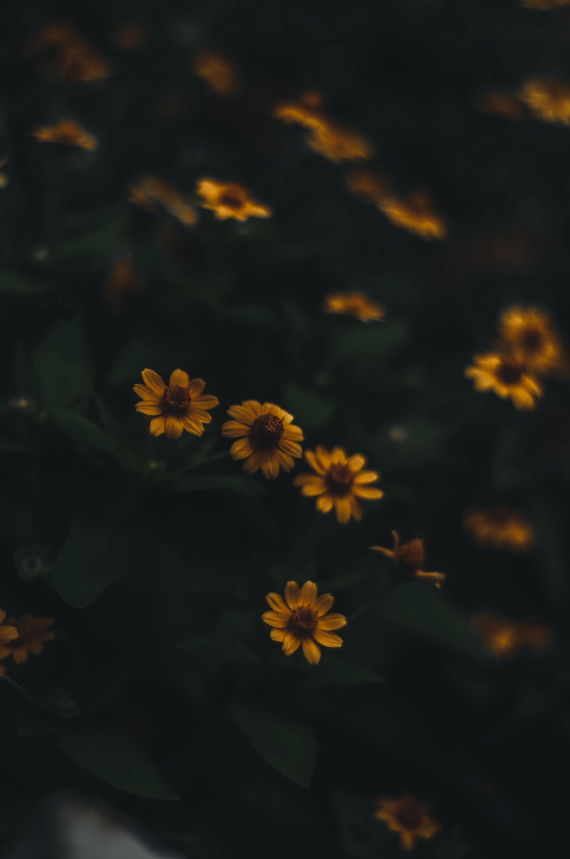 a group of yellow flowers