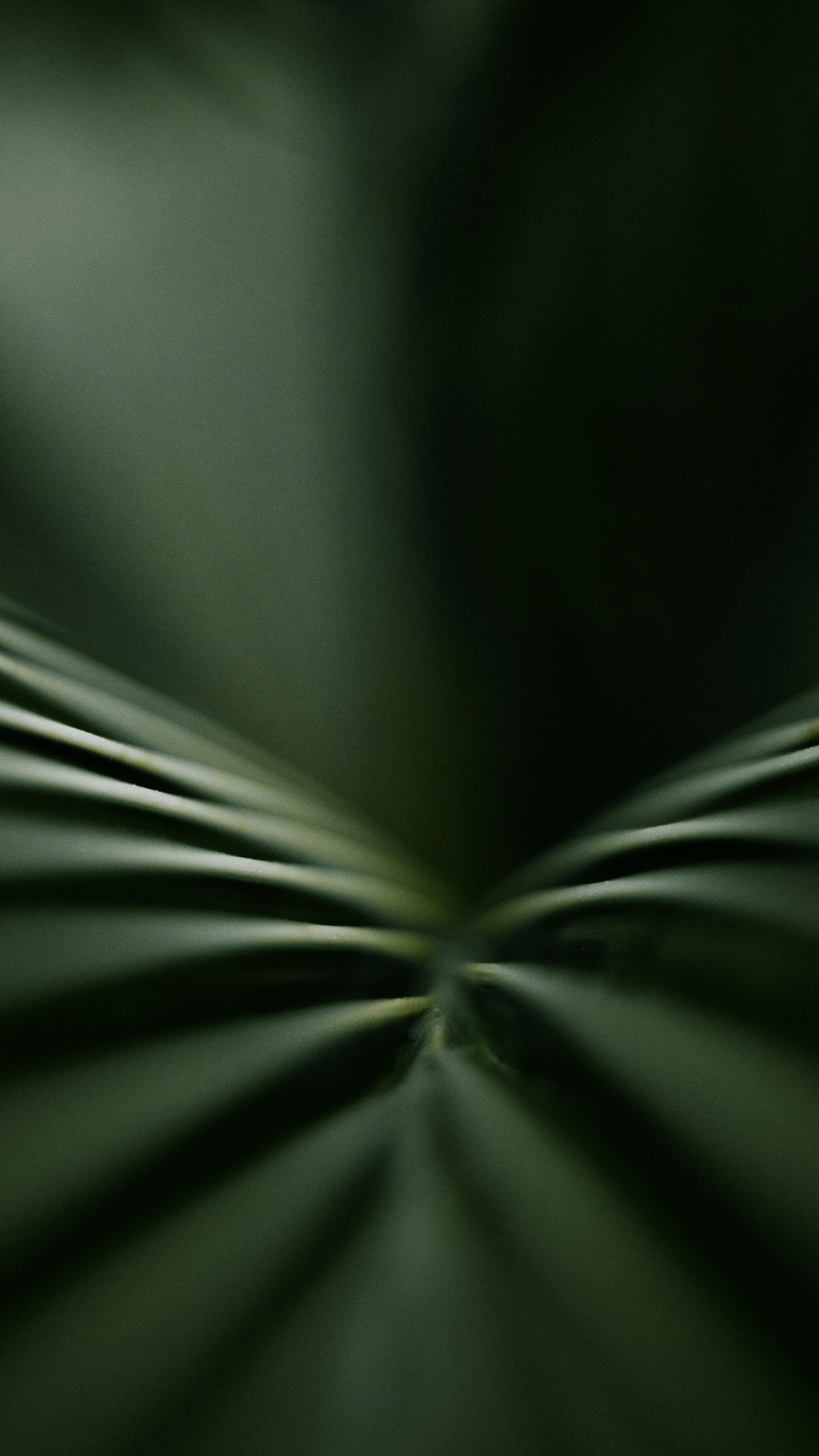 Photo by yadunandlal