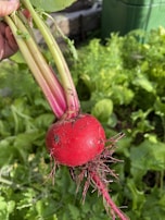 Hands gently holding a freshly pulled radish, soil still clinging to its skin.