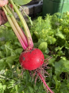 Hands gently holding a freshly pulled radish, soil still clinging to its skin.