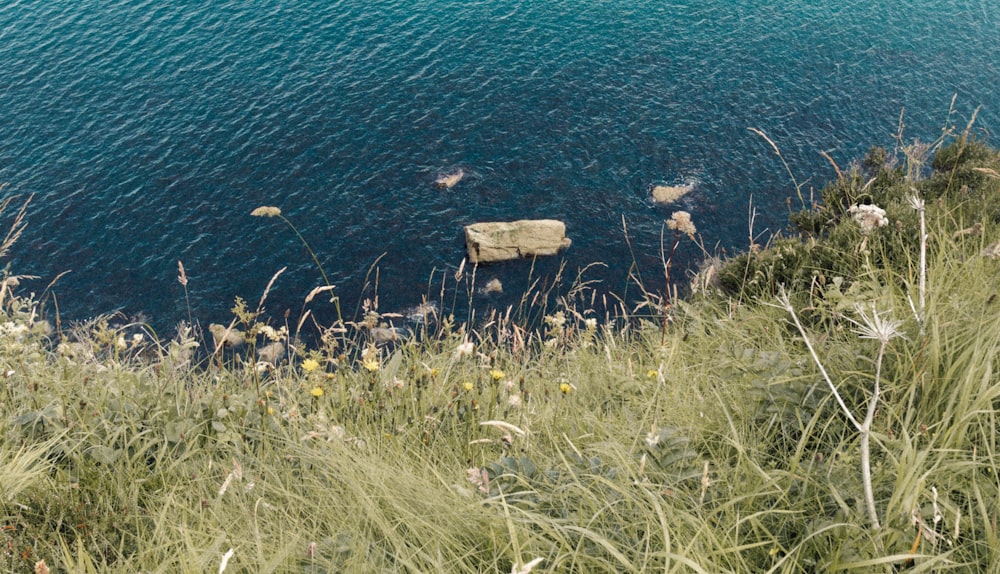 a grassy area next to a body of water