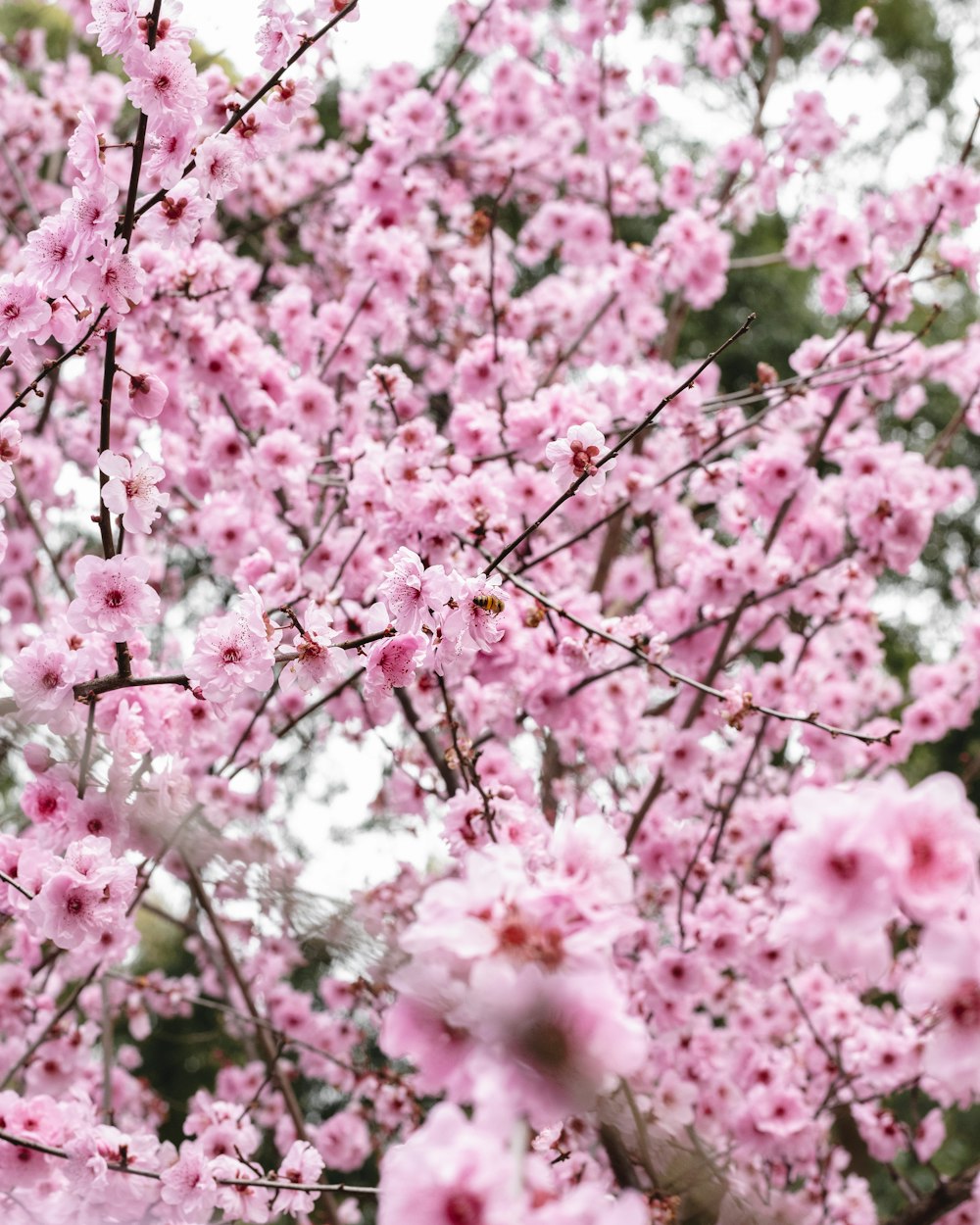 a tree with pink flowers