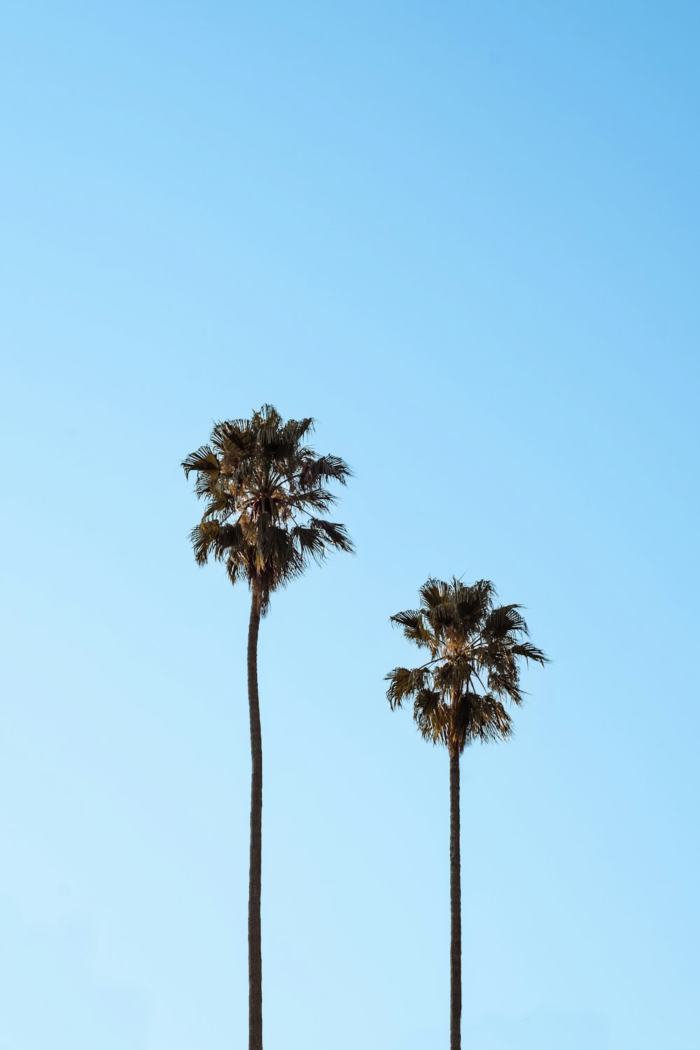 a couple of palm trees