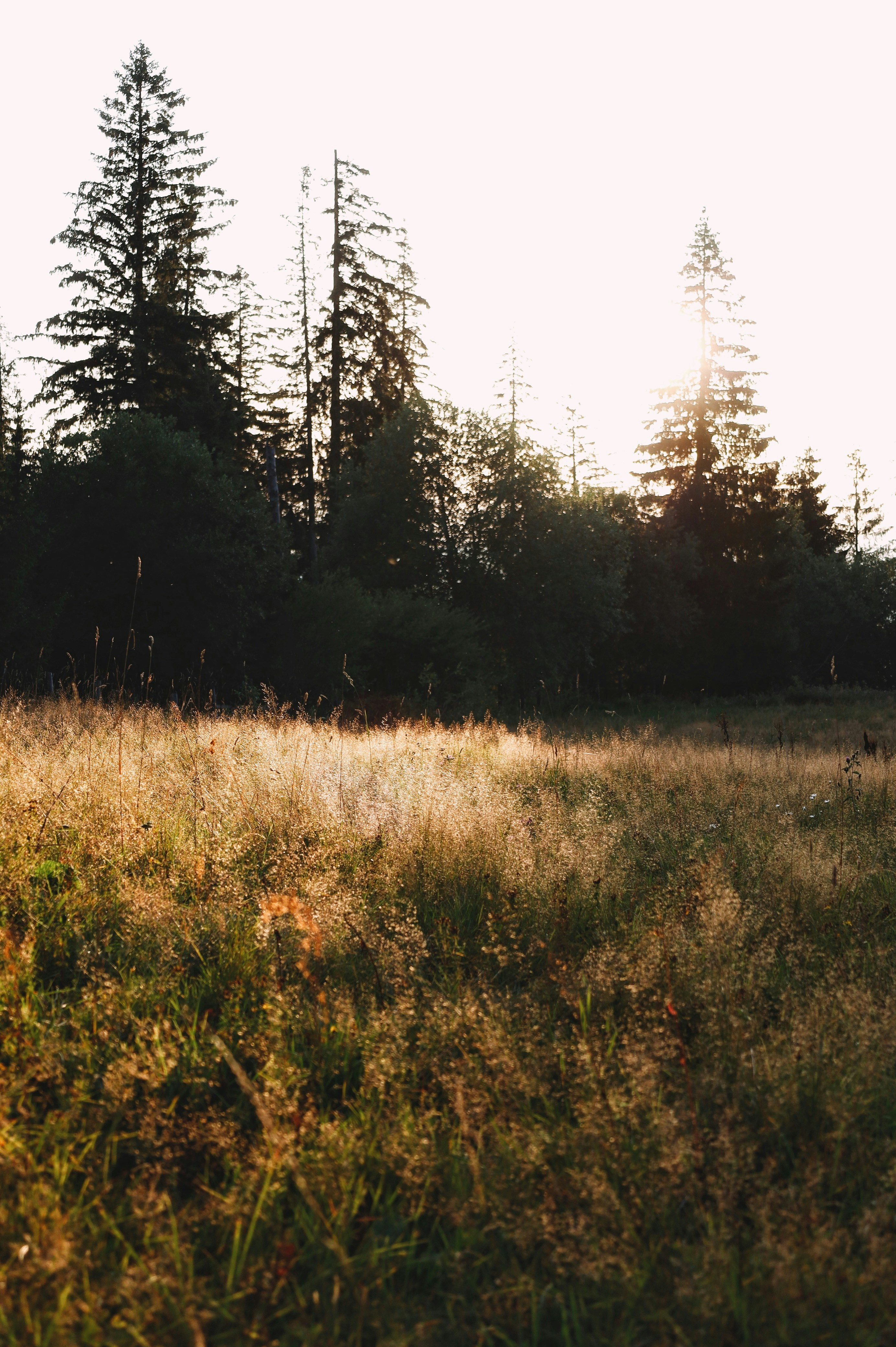 Photo by isabeladrasovean