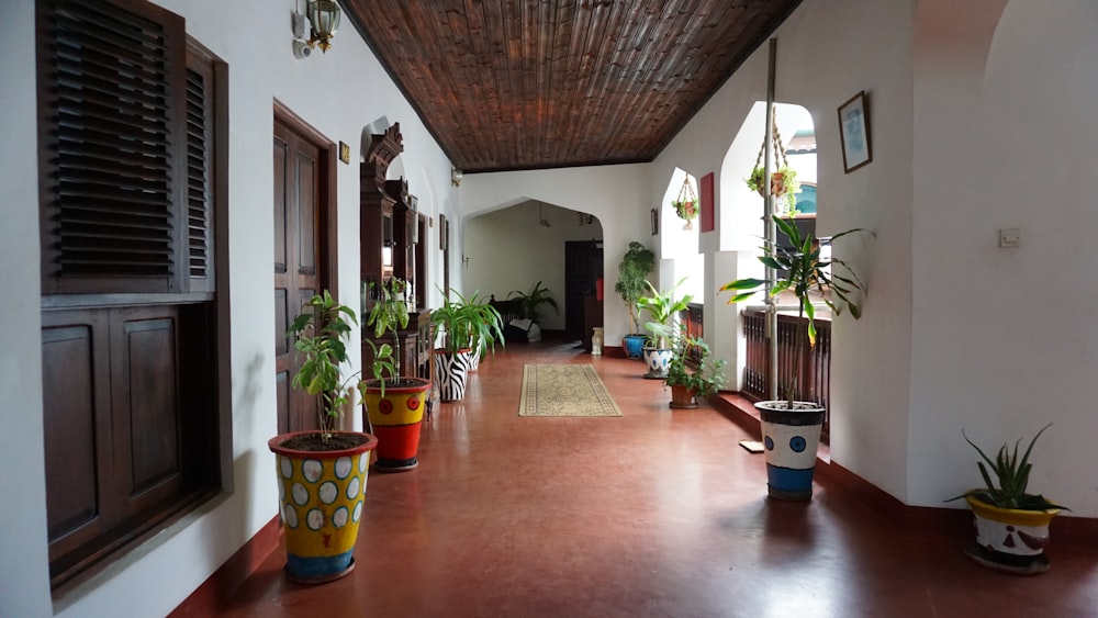 a room with potted plants