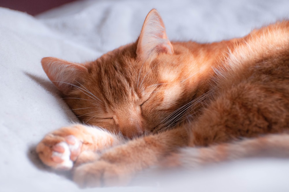 a cat sleeping on a blanket