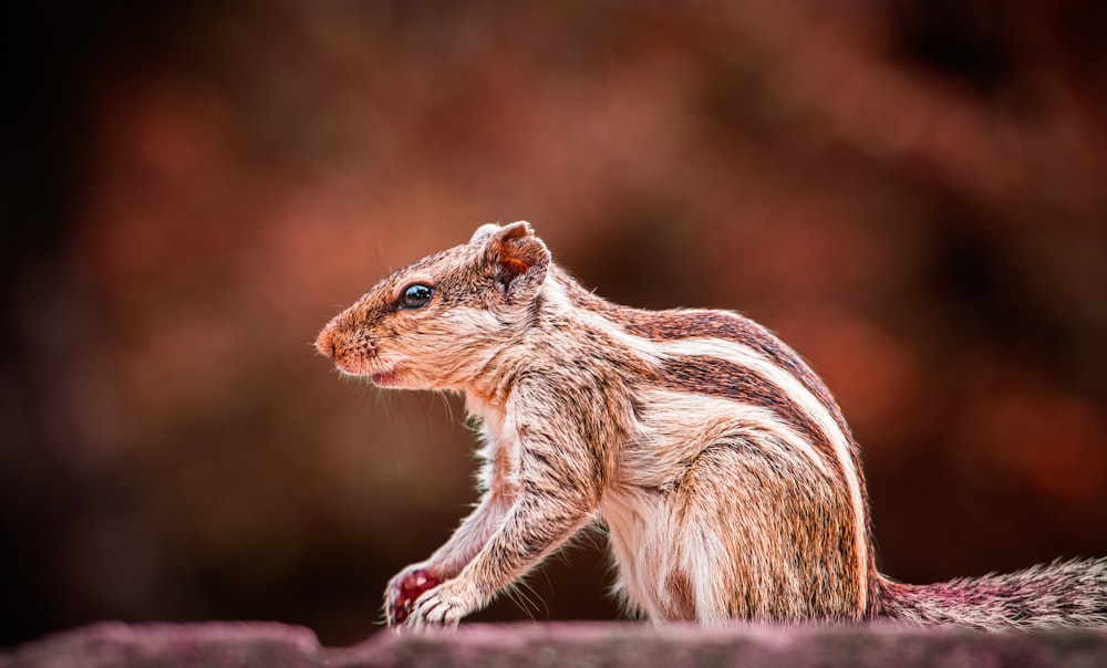 a squirrel standing on a rock