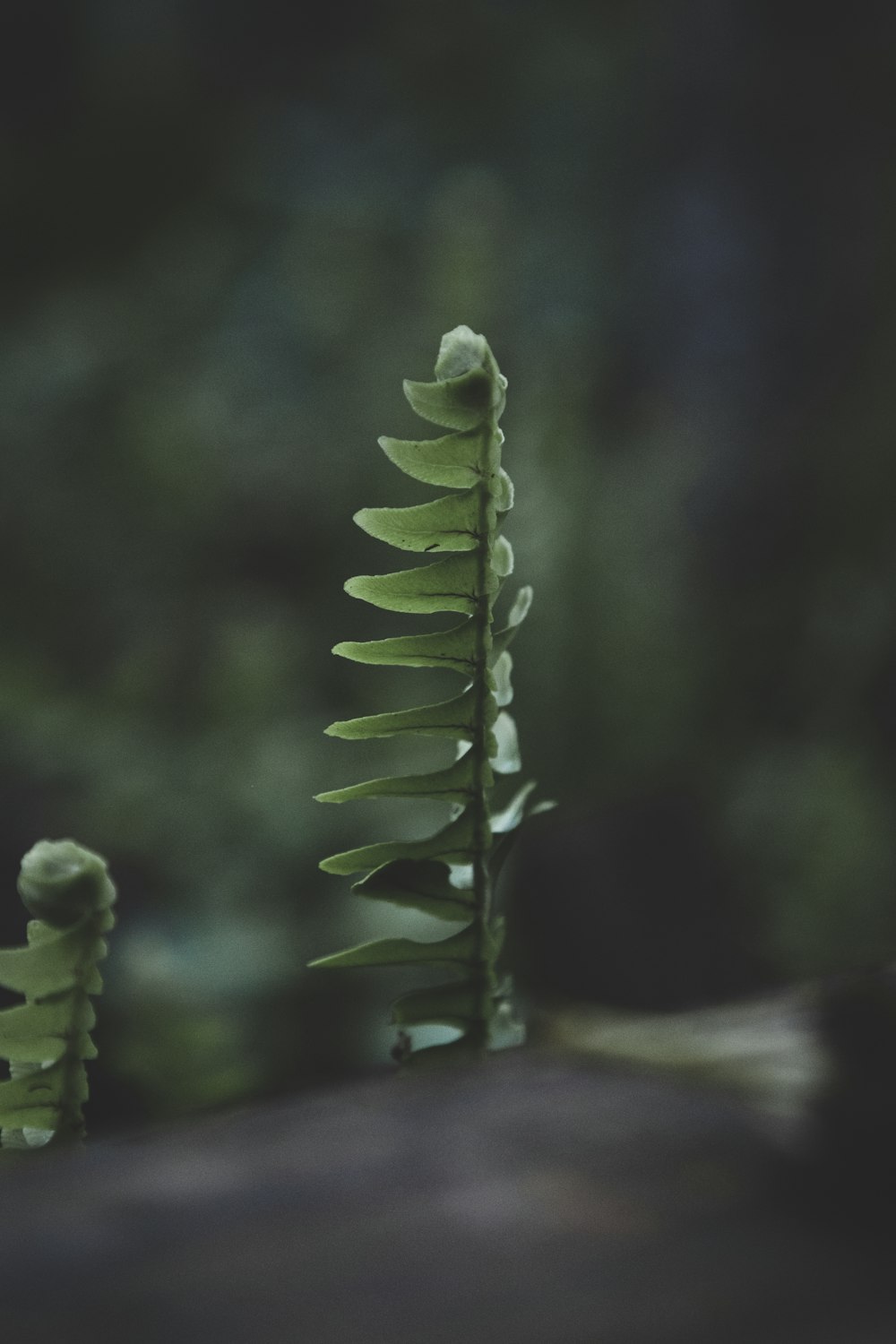 a close-up of a plant