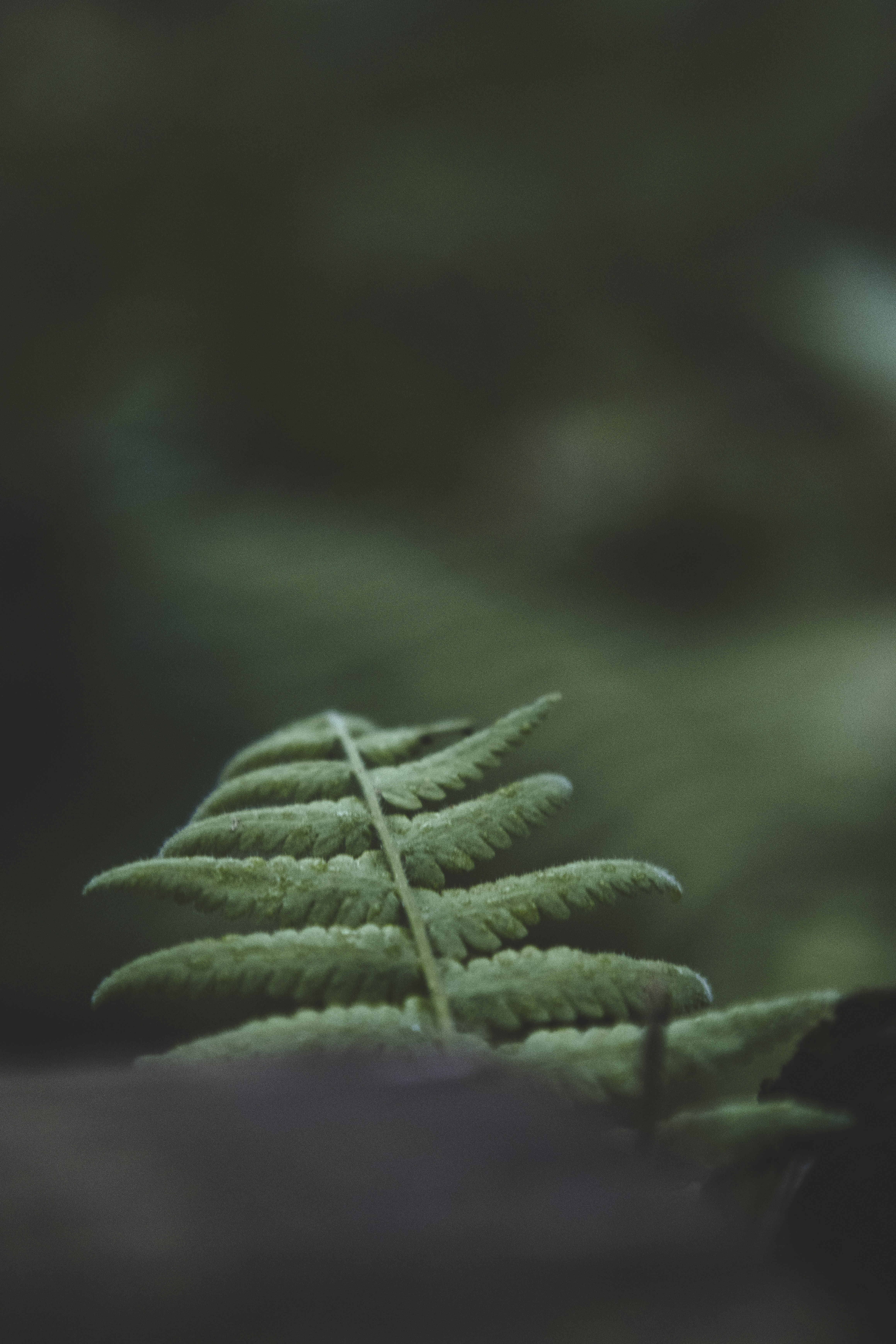 Photo by roberthsu1054