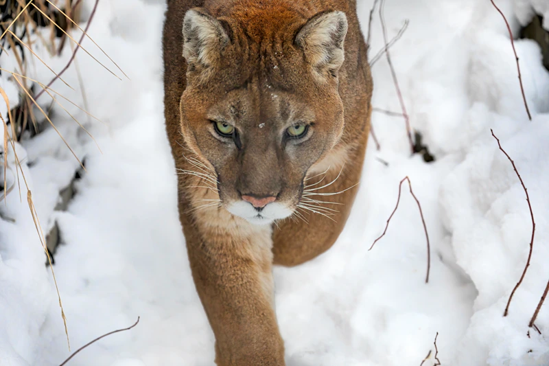 León majestuoso en la nieve