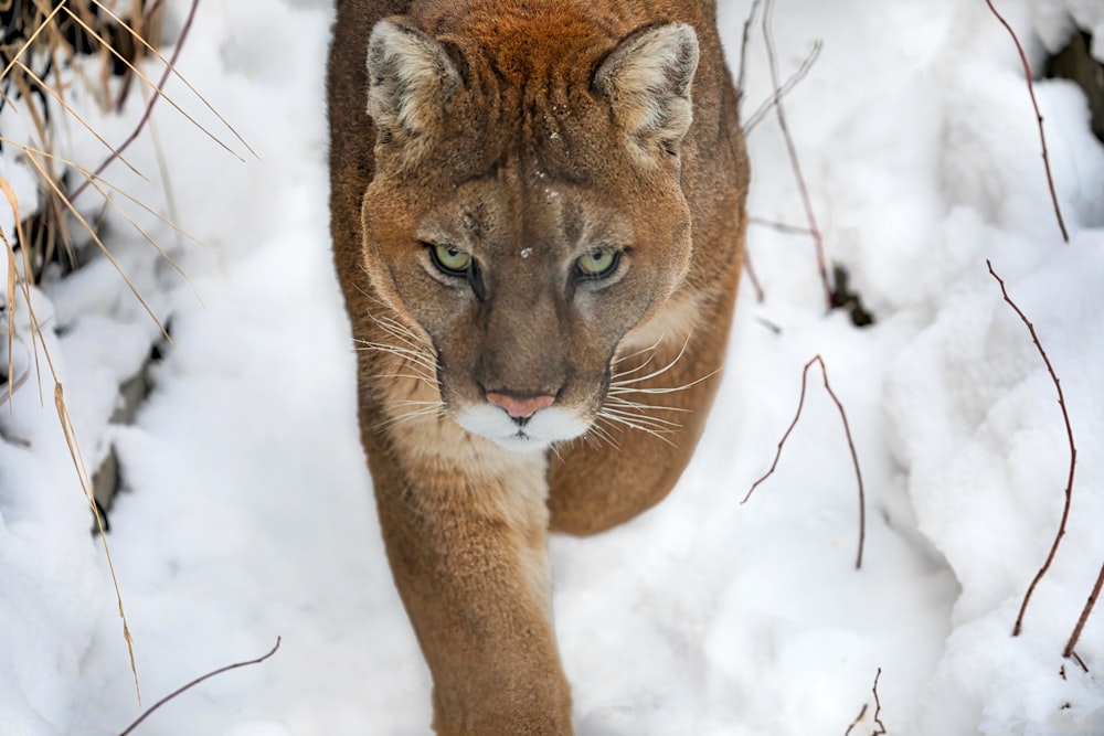 a lion walking through the snow