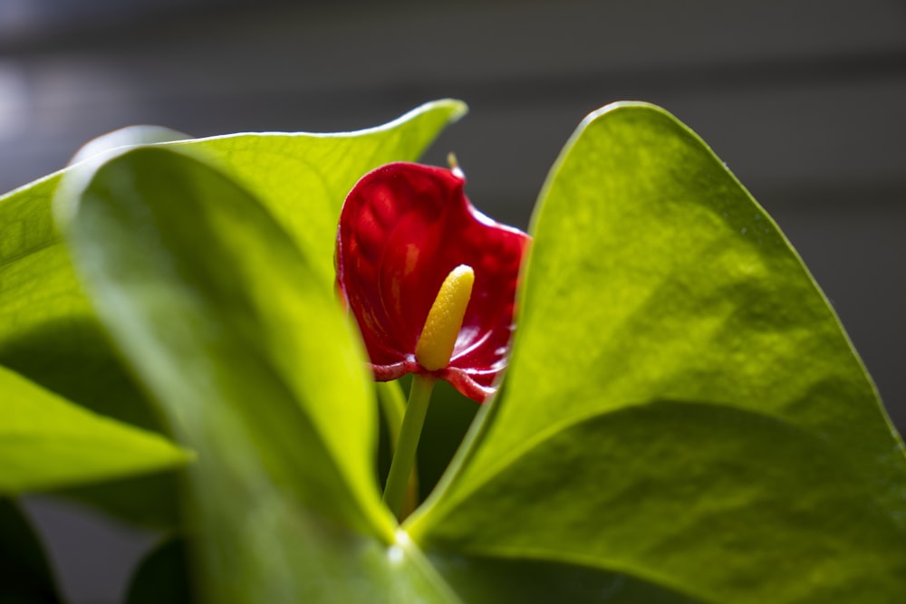 a red flower on a green plant
