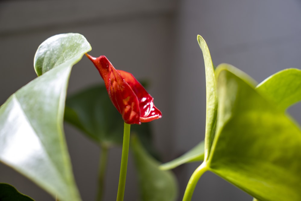 una flor roja con hojas verdes