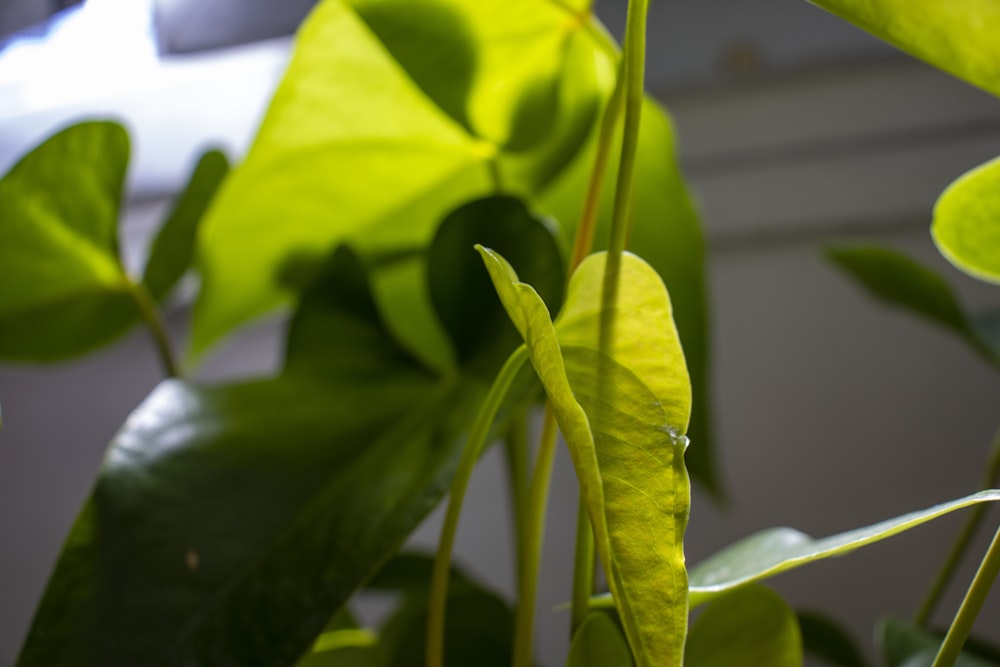 Un primer plano de una planta