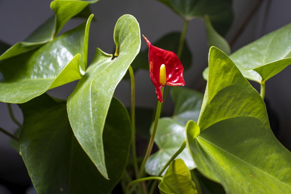 a red flower surrounded by green leaves