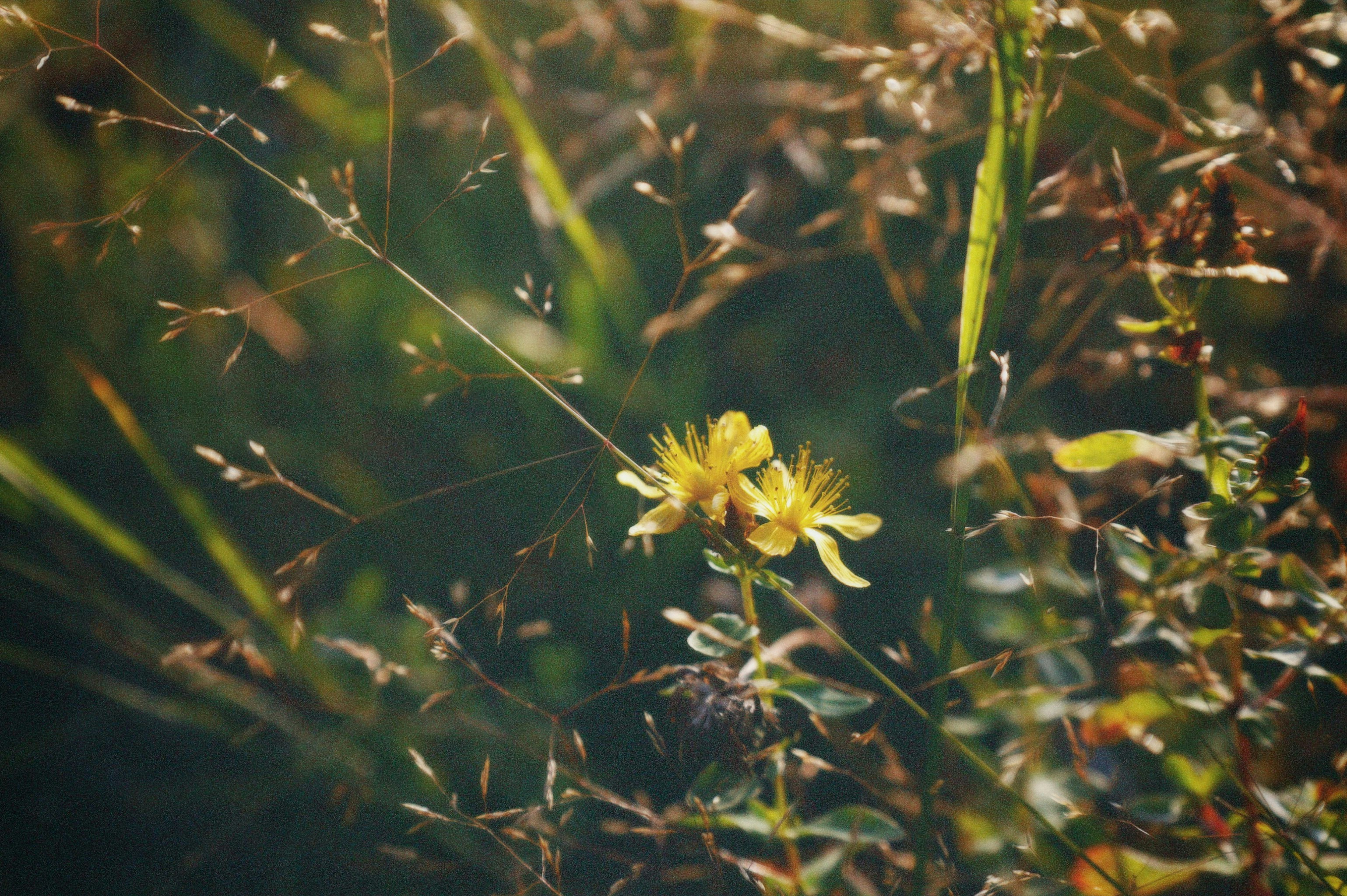 Photo by isabeladrasovean