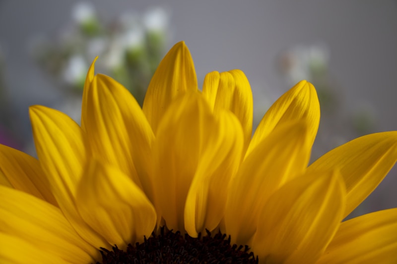 Sunshine Pack