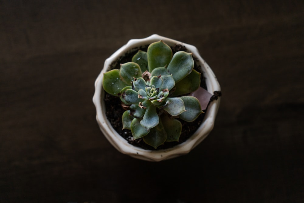 a plant in a pot