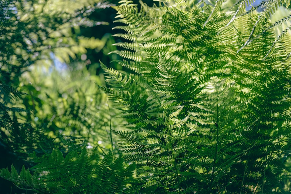 a close up of a tree