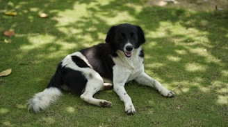 a dog lying on grass